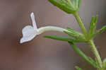 Rough hedge hyssop